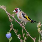 Der "Blumenfink"