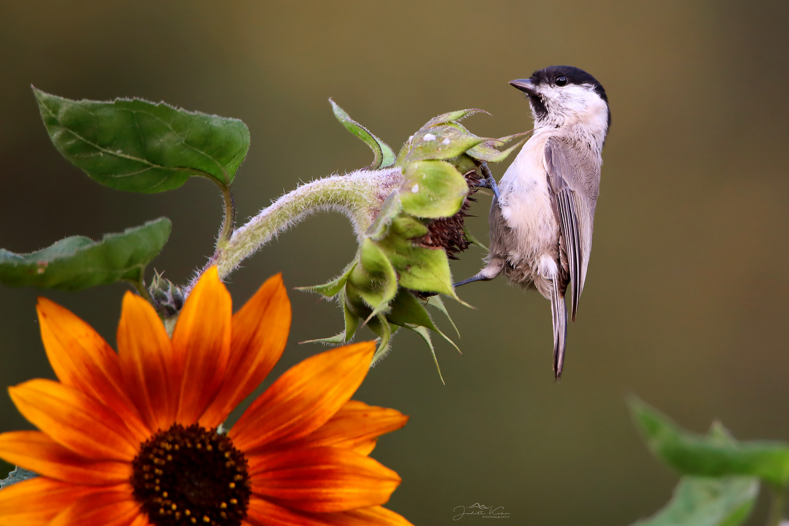 der Blumenfreund