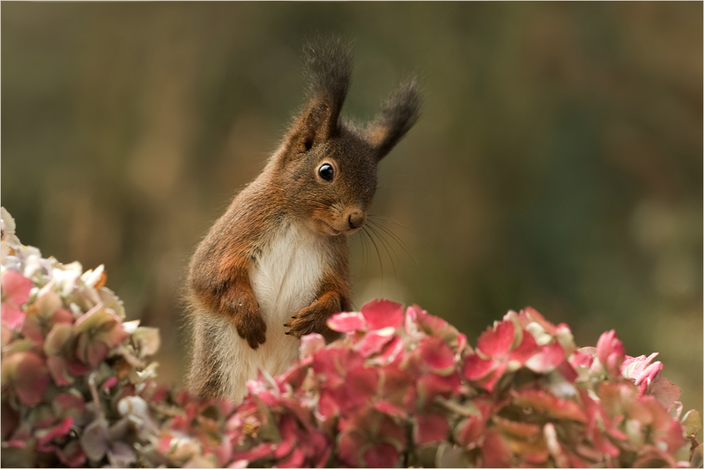 Der Blumenfreund