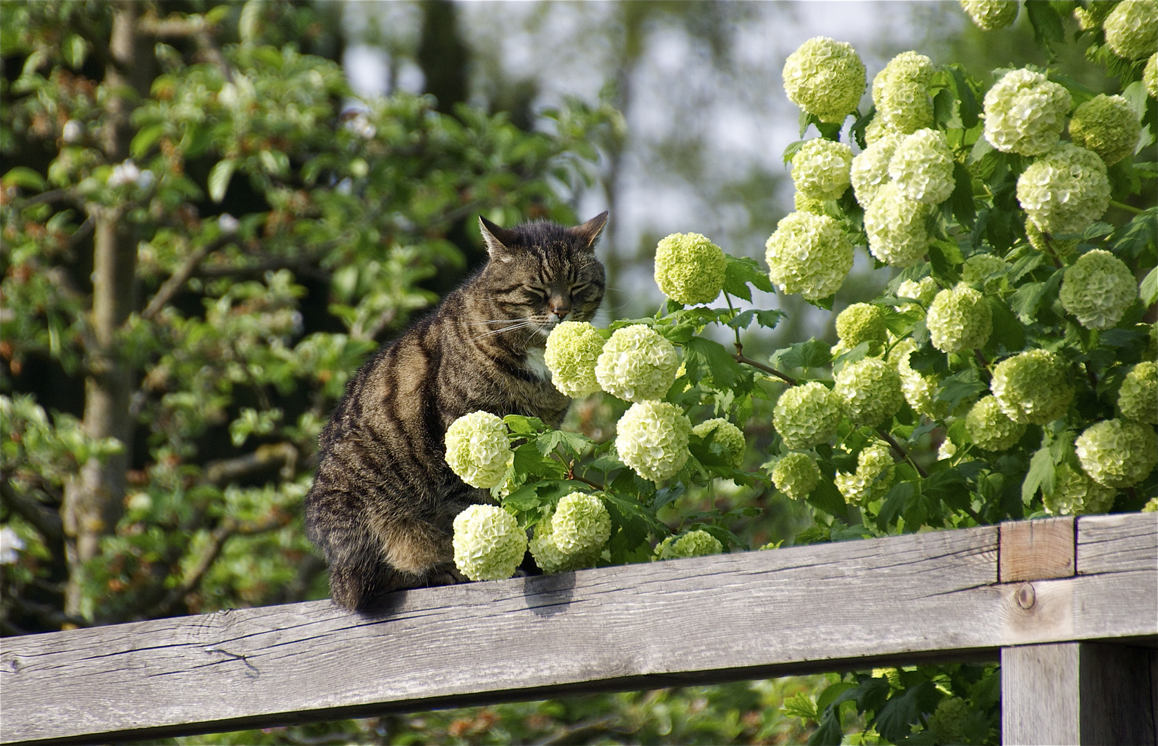 der blumenfreund