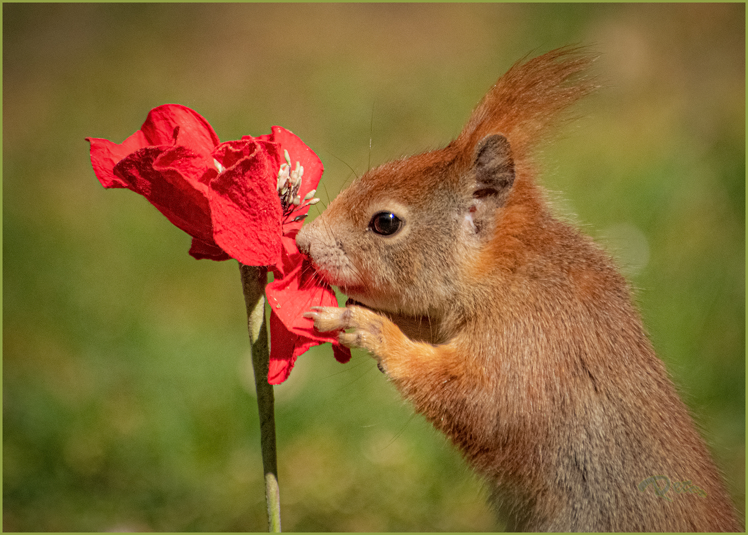 Der Blumenfreund