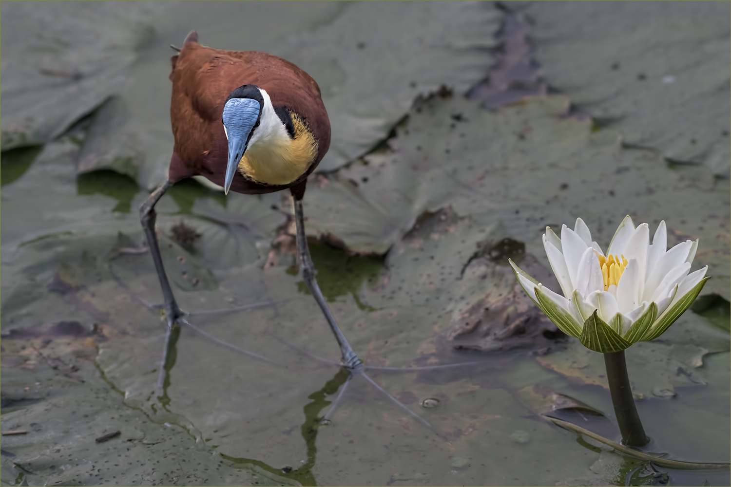 der Blumenfreund (Blaustirn Blatthühnchen)