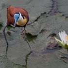 der Blumenfreund (Blaustirn Blatthühnchen)