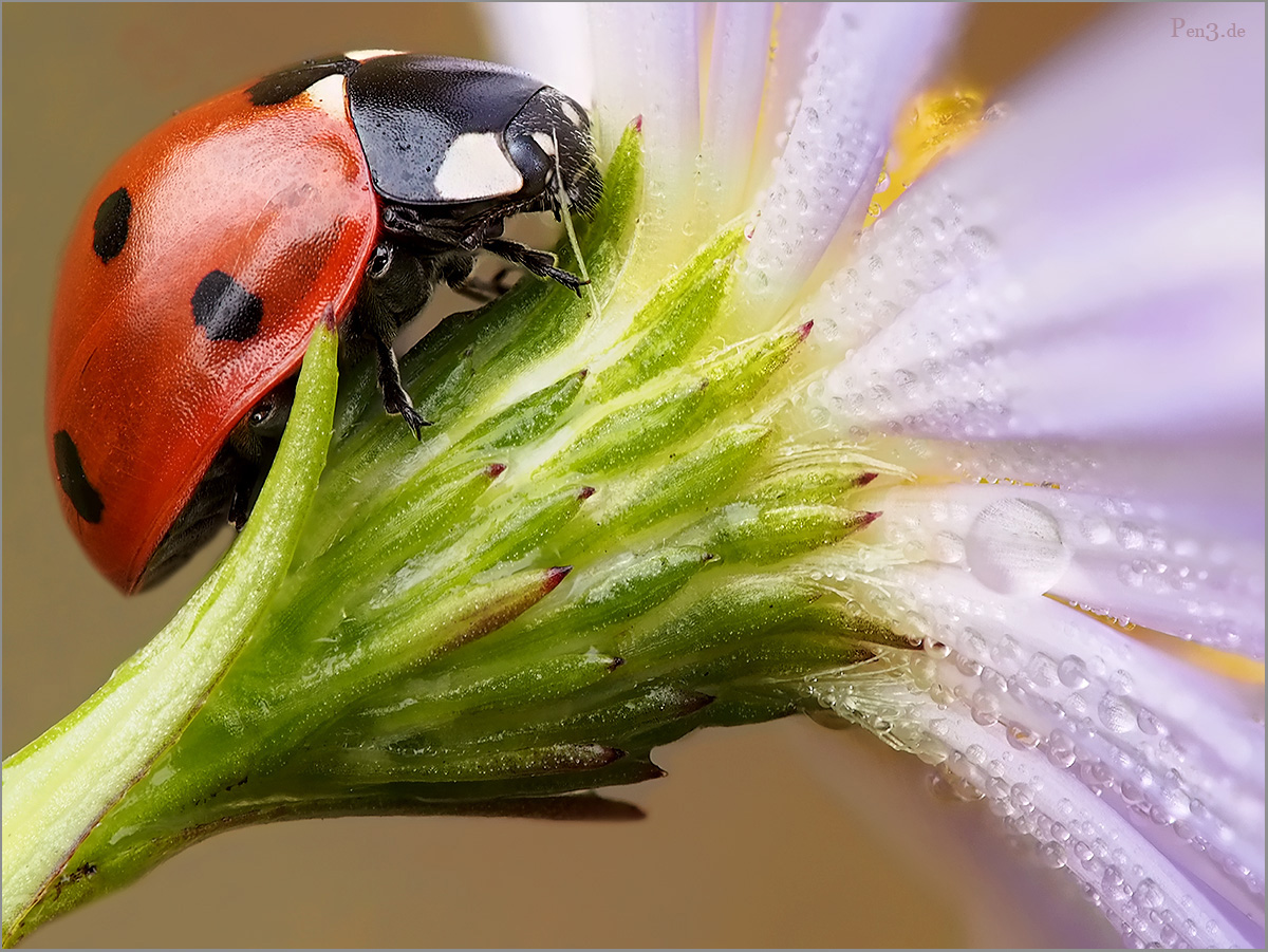 Der Blumenfreund