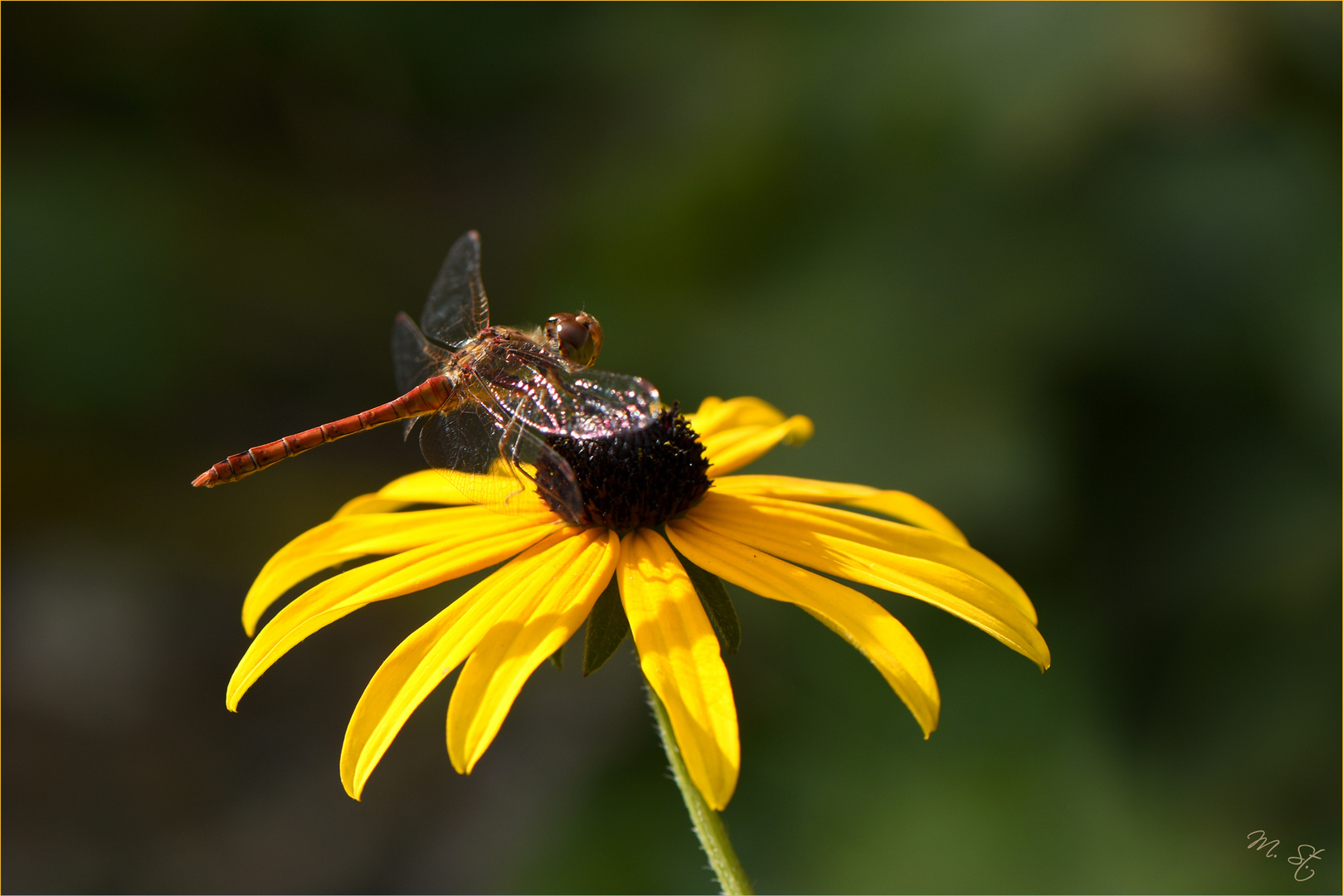 Der Blumenfreund