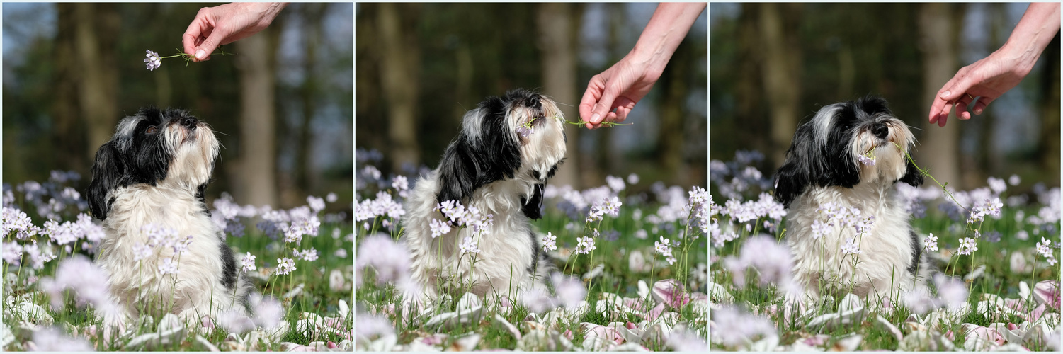 Der Blumenfreund