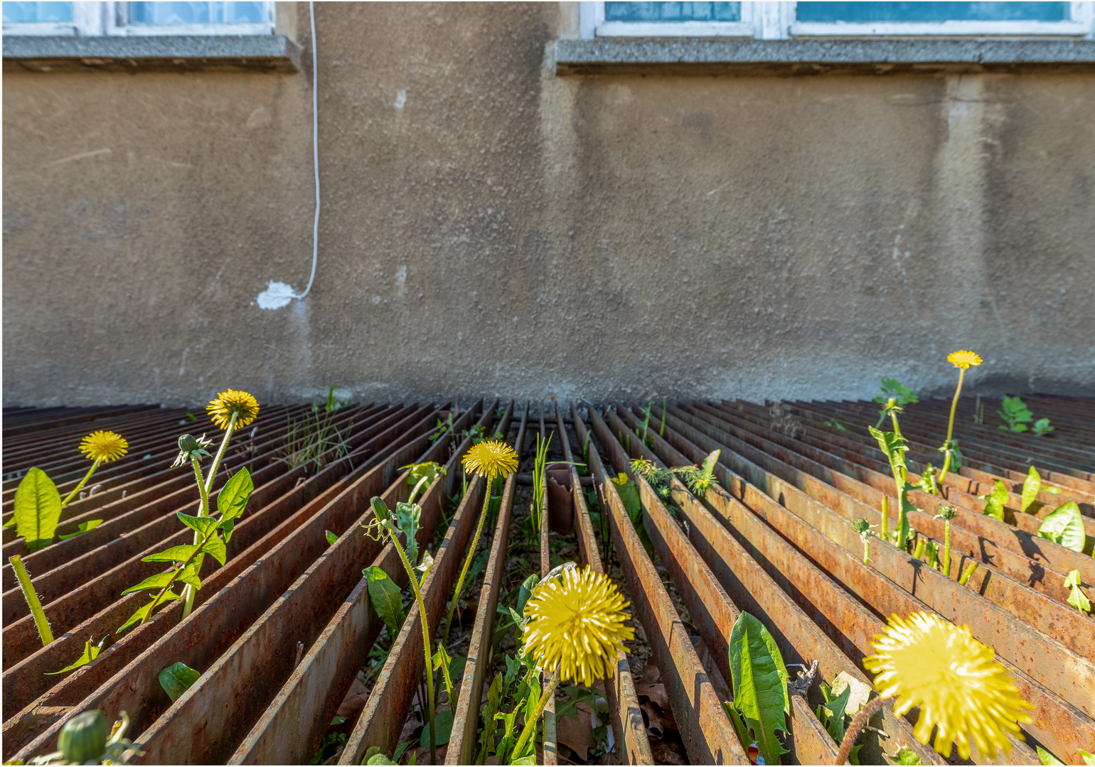 Der Blumengarten vor dem Haus Foto & Bild | pflanzen, pilze & flechten