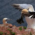 Der Blumenstrauß für die Frau Basstölpel Helgoland