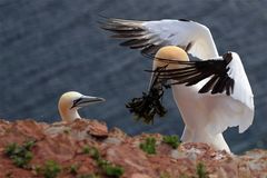 Der Blumenstrauß für die Frau Basstölpel Helgoland