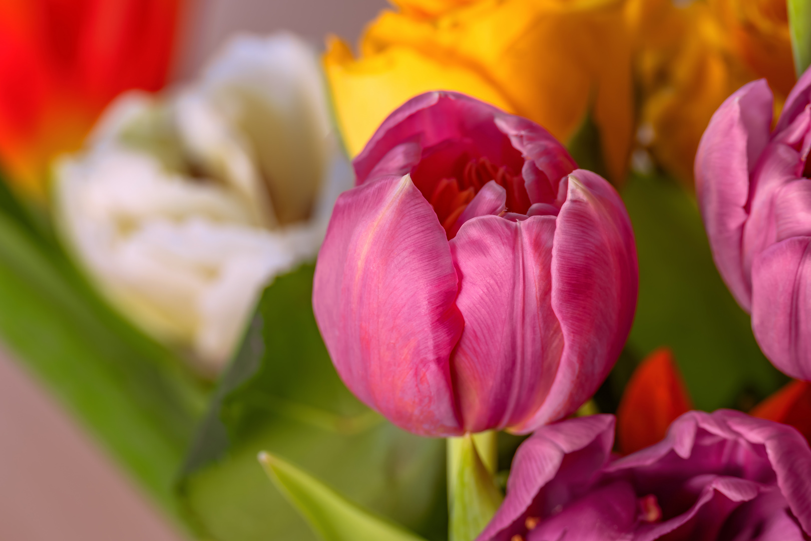 Der Blumenstrauss mit Tulpen und Rosen