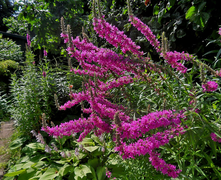 Der Blut-Weiderich in meinem Garten...