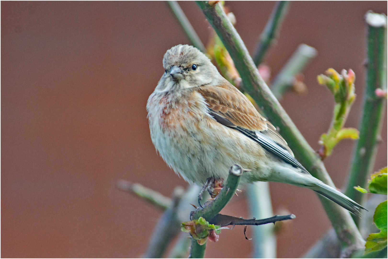 Der Bluthänfling (Carduelis cannabina) . . . 