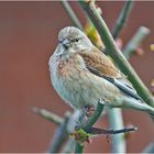 Der Bluthänfling (Carduelis cannabina) . . . 