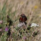 Der Bluthänfling - Carduelis cannabina