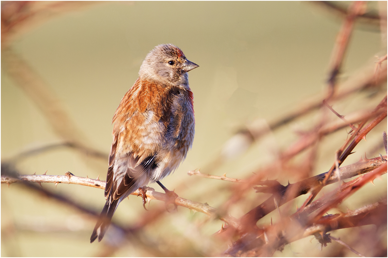 Der Bluthänfling (Carduelis cannabina)