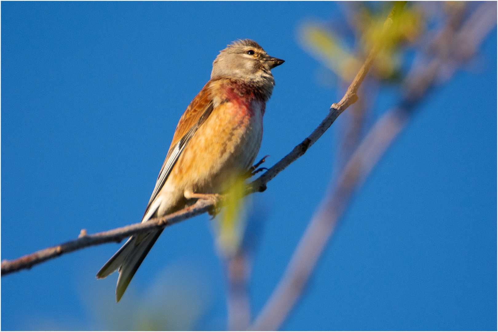 Der Bluthänflingshahn (Carduelis cannabina) . . .