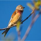 Der Bluthänflingshahn (Carduelis cannabina) . . .