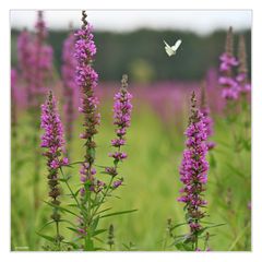 der Blutweiderich (Lythrum salicaria)