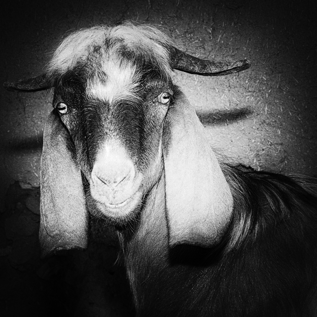 Der Bock Der Bock