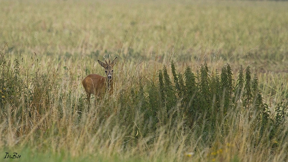 der Bock