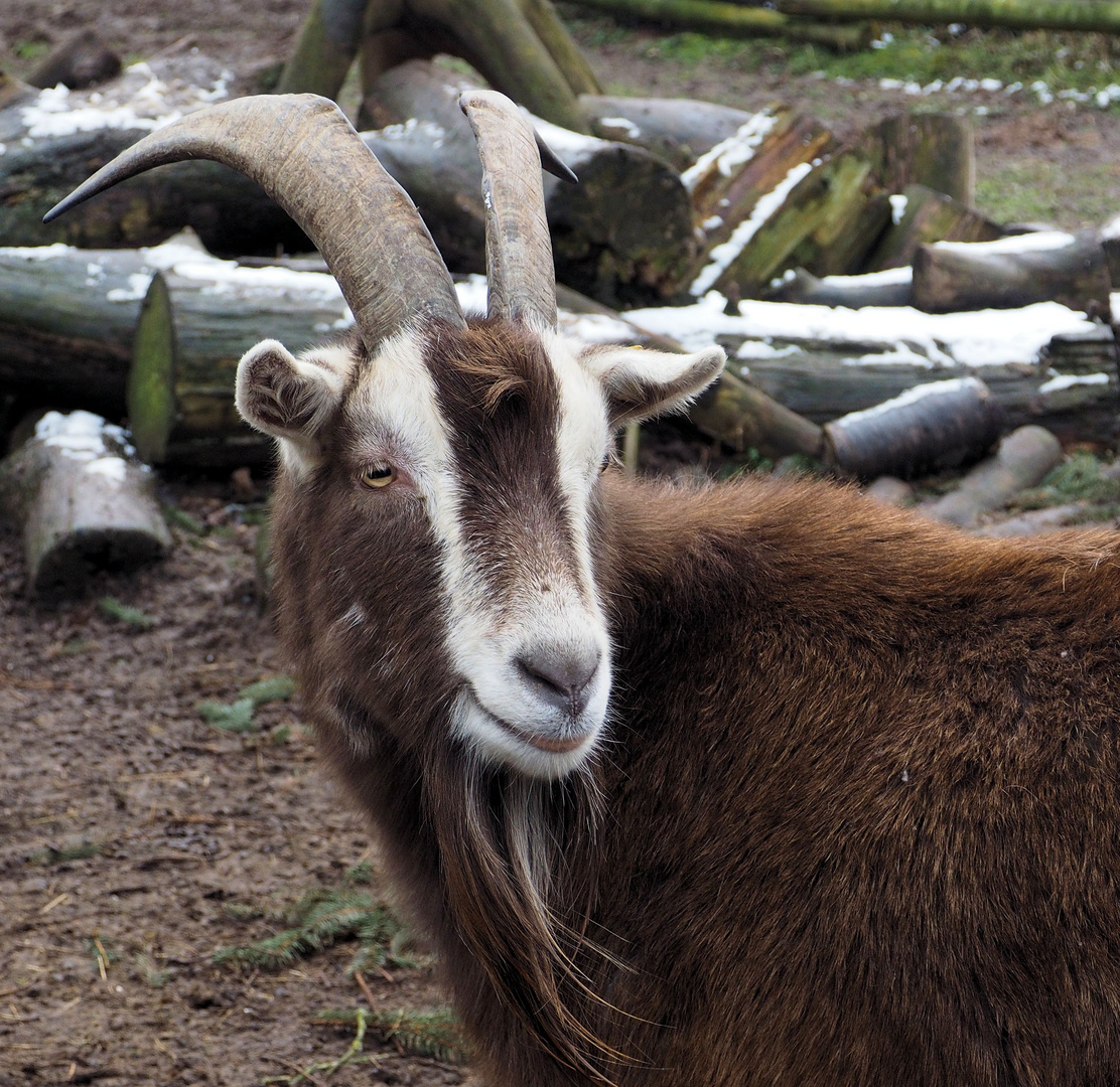 Der Bock Der Bock