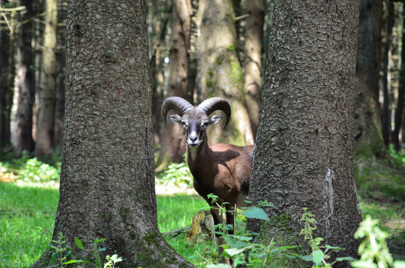 Der Bock