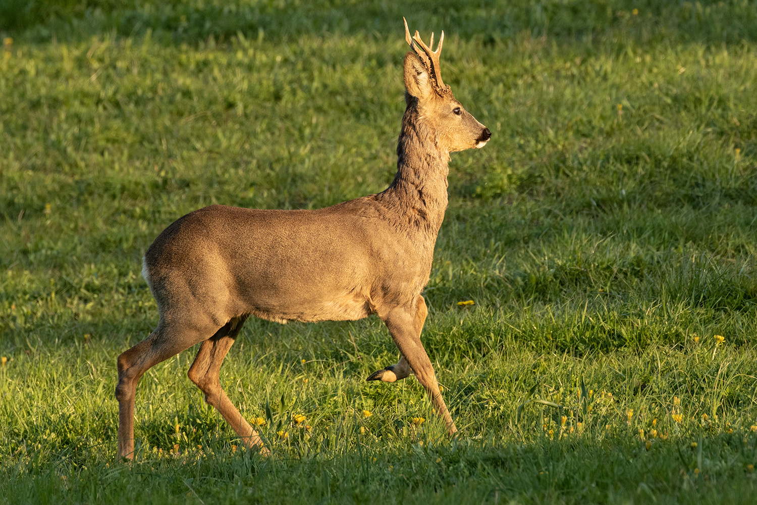 *** Der Bock ***