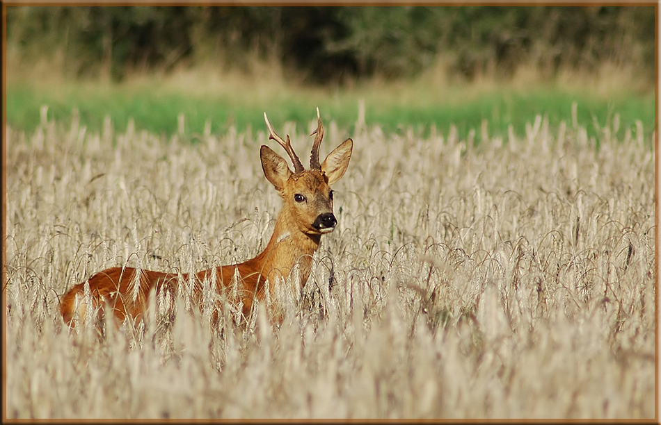 - der Bock -