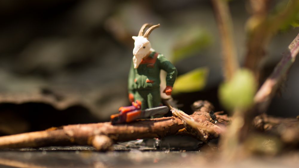 Der Bock als Gärtner Foto & Bild quatsch, fun und rätselecke