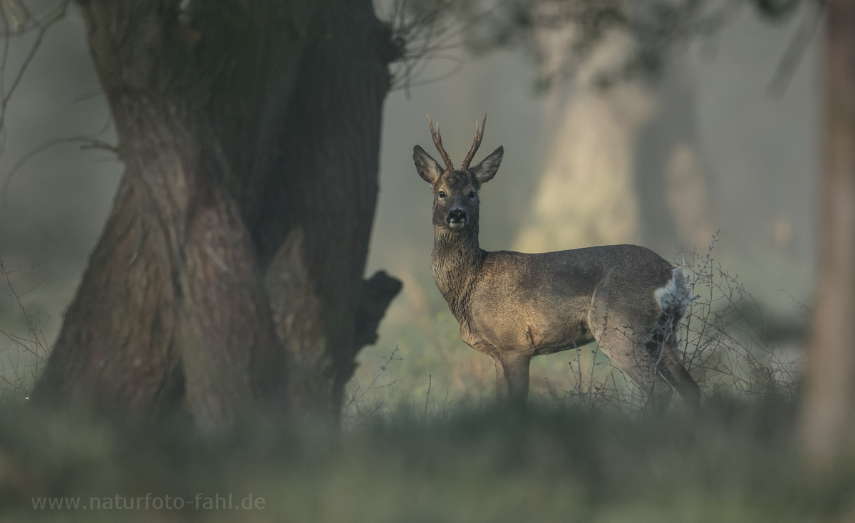 der Bock am frühen Morgen