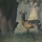 der Bock am frühen Morgen