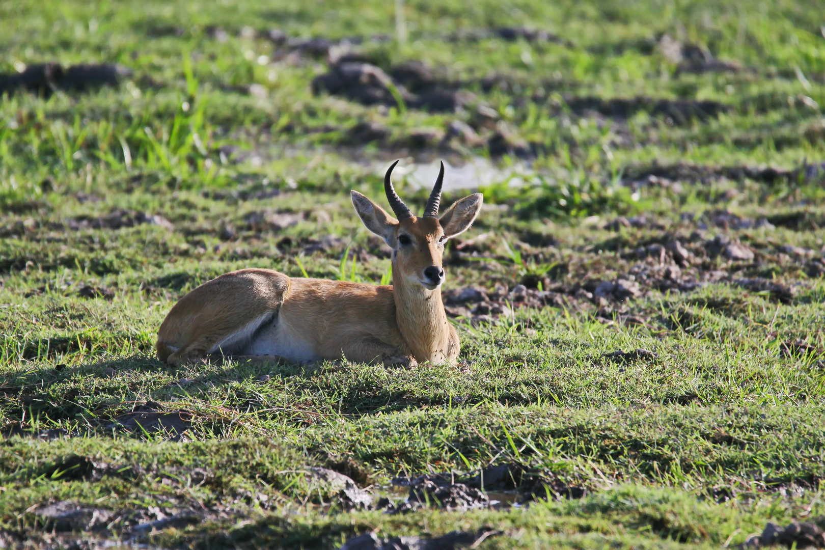 Der Bock