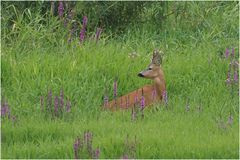 Der Bock (Capreolus capreolus)