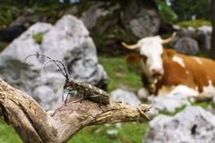 Der Bock des Tages 2