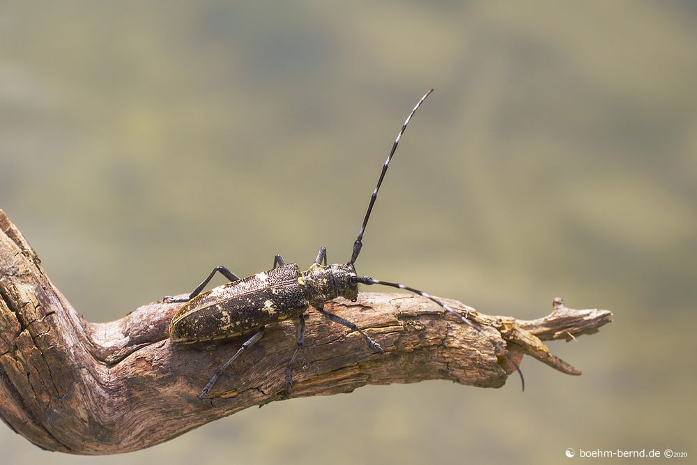 Der Bock des Tages 3