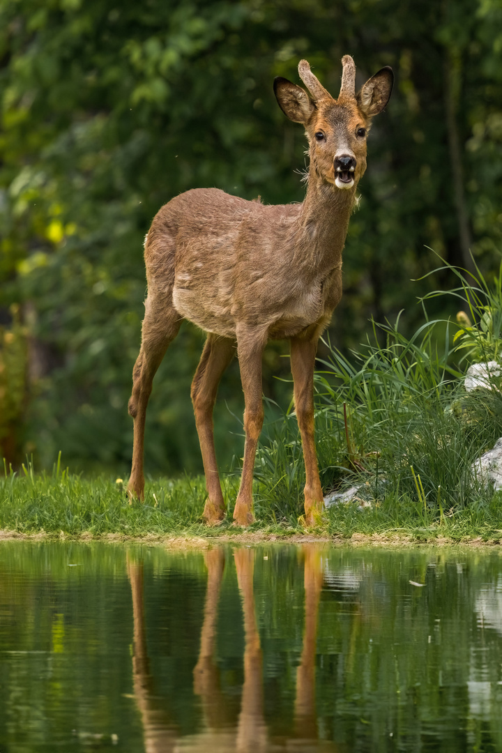 Der Bock hat Durst