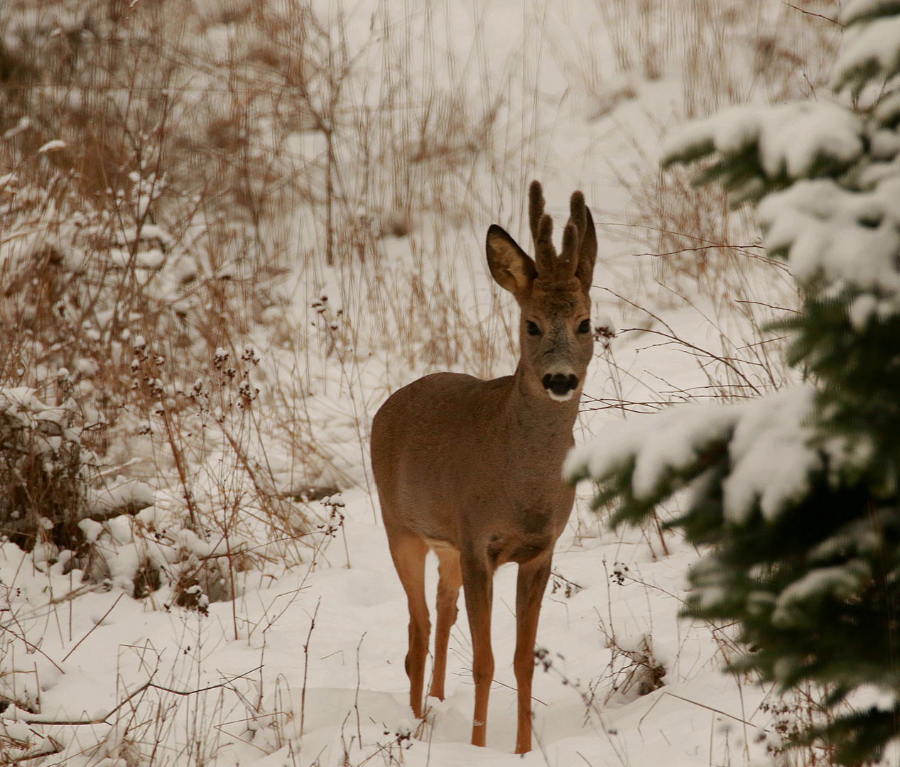 Der Bock in Bast und Schnee