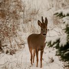 Der Bock in Bast und Schnee