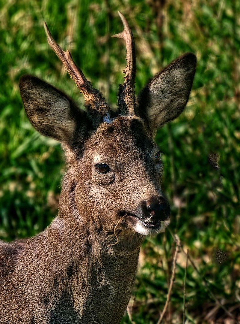 "Der Bock mit einem PLUS an Kontrast"