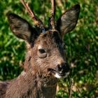 "Der Bock mit einem PLUS an Kontrast"