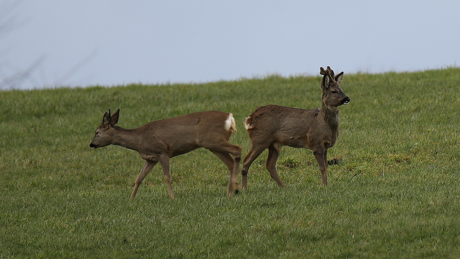 Der Bock und die Ricke... 