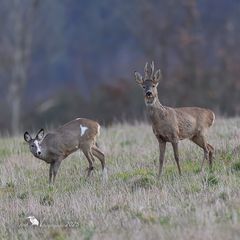 Der Bock und die Schecke 