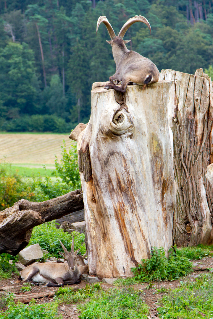 Der Bock und sein Kumpel