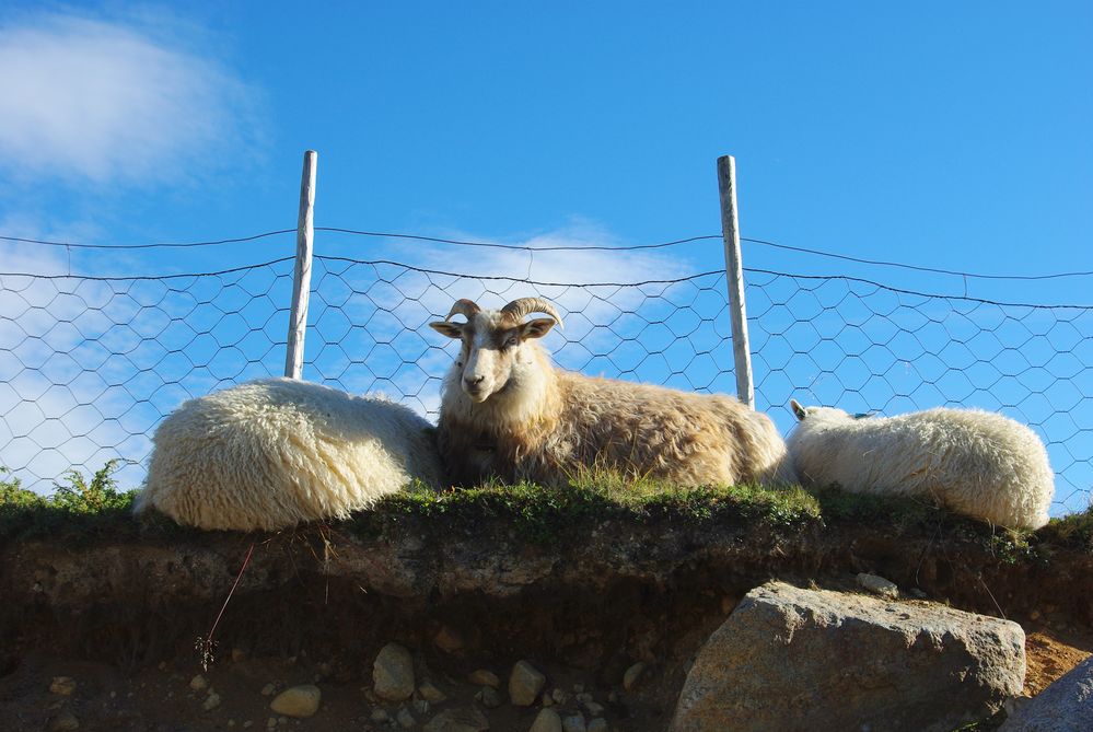 Der Bock und seine zwei Damen....