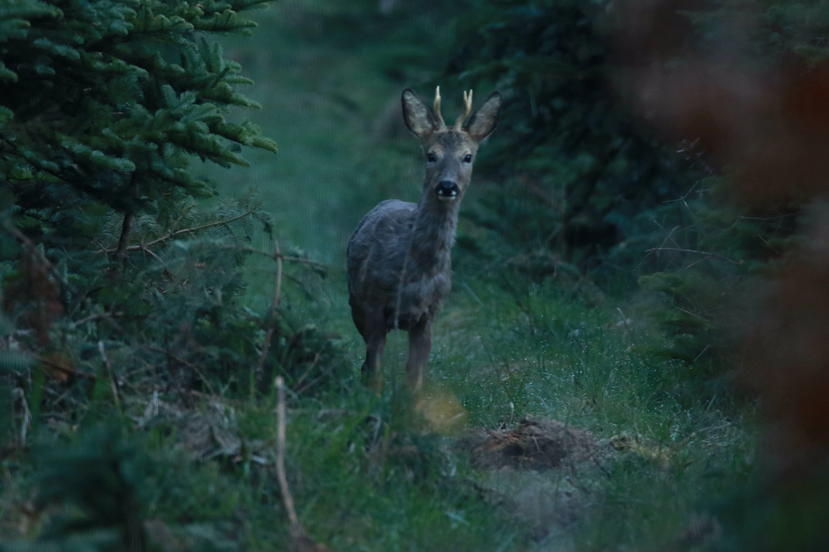 Der Bock verhofft