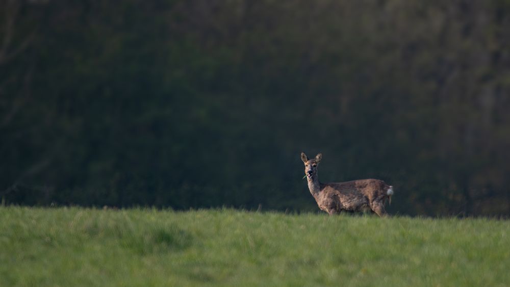 Der Bock war nicht allein