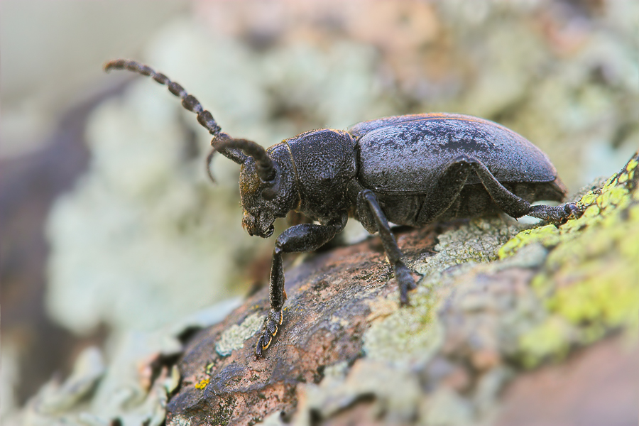 Der Bockkäfer .. Foto & Bild tiere, wildlife, insekten Bilder auf