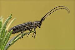 Der Bockkäfer Agapanthia pannonica