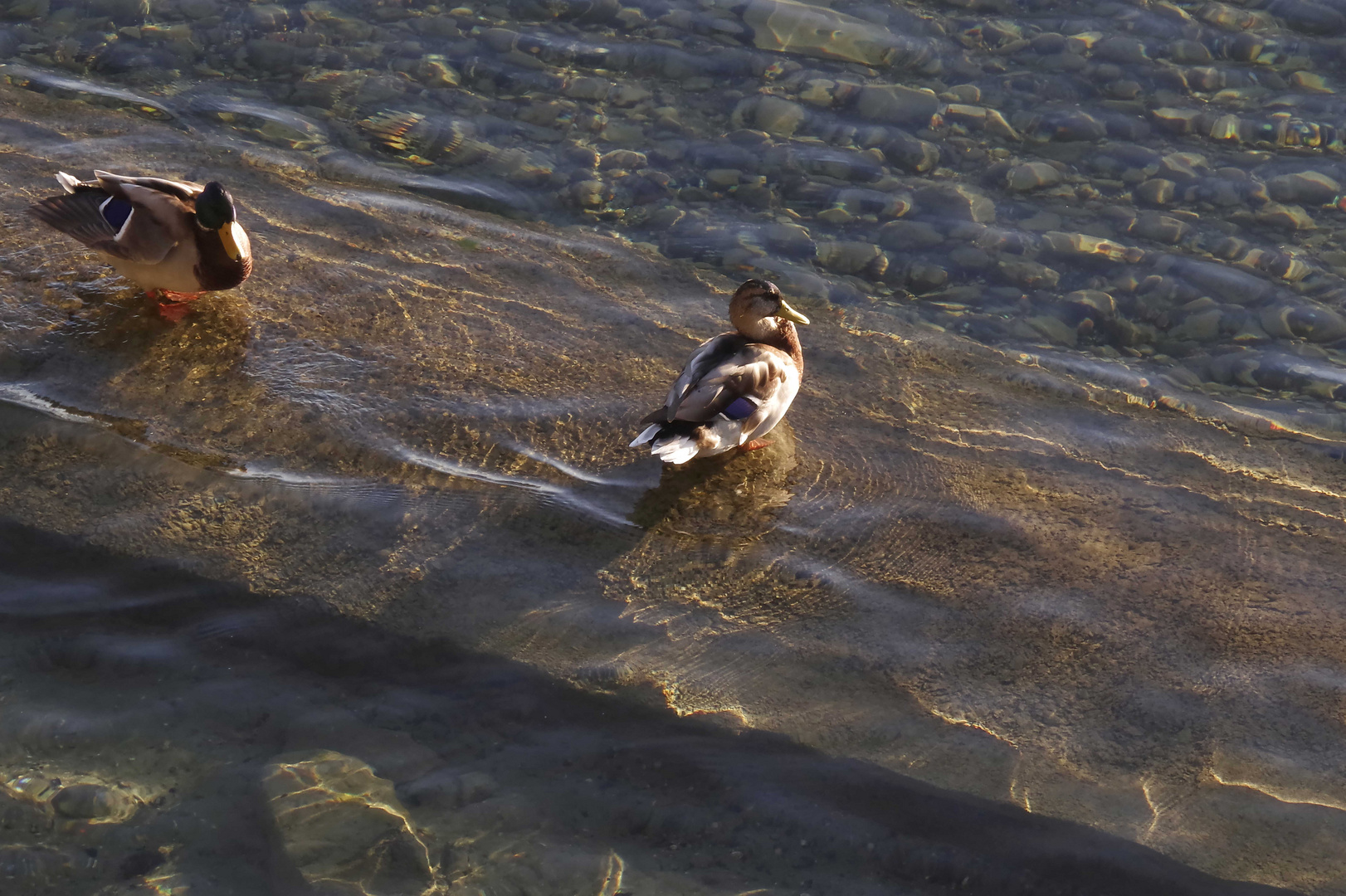 ...der Bodensee