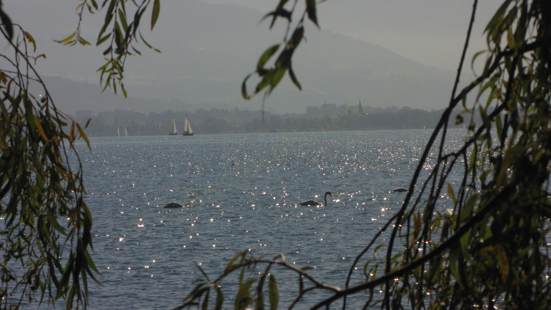 der Bodensee bietet Raum für Tier und Mensch